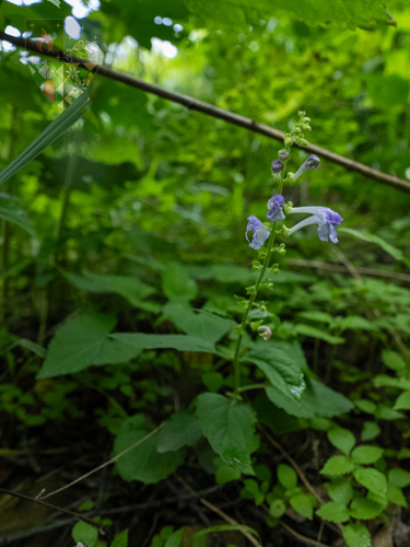 Scutellaria pekinensis iNat (2)