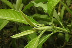 Blumea balsamifera