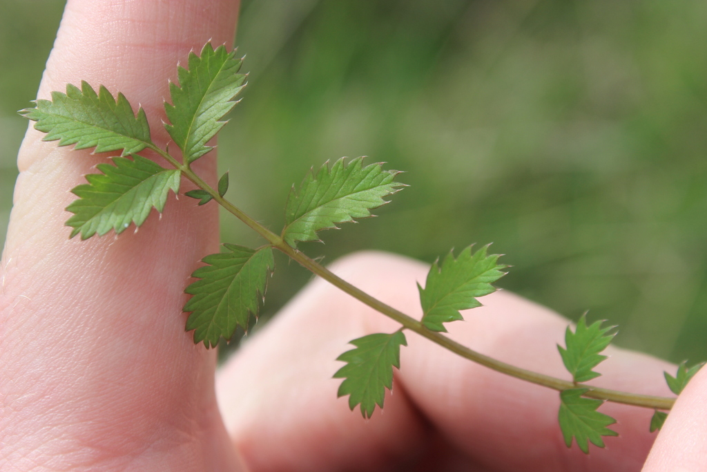 Argentina anserinoides; photograph (c) Joe Dillon, some rights reserved (CC BY)