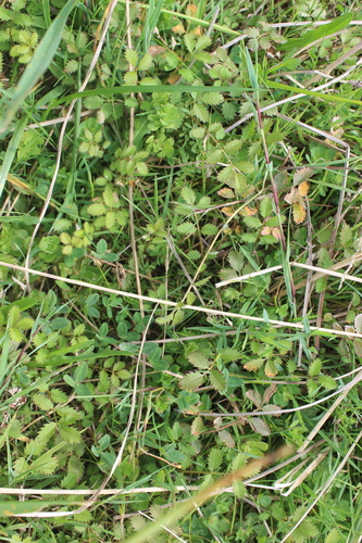 Argentina anserinoides