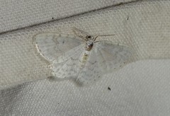 Asthena albulata