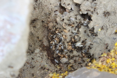 Camponotus rubrithorax