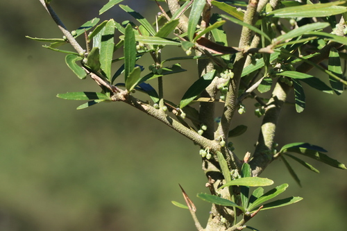 tree violet