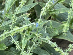 Cynoglossum zeylanicum, photograph (c) 謝麗霦, some rights reserved (CC BY)