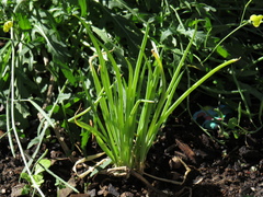 Allium chinense