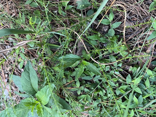 Asparagus cochinchinensis, photograph 5