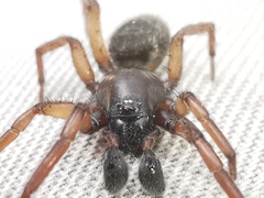Haplodrassus