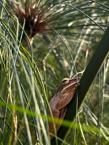 Common Southeast Asian Tree Frog