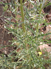 Erysimum crepidifolium
