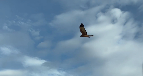 Spotted Harrier