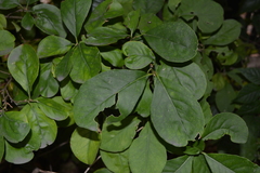 Brunfelsia australis