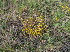 Potentilla heptaphylla