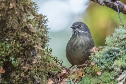 Tasmanian Scrubwren (Sericornis humilis), photo 10