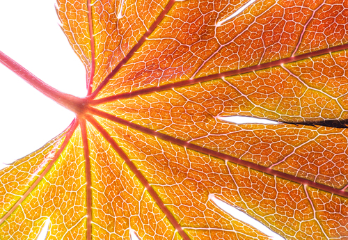 Japanese maple