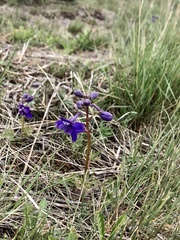 Delphinium bicolor