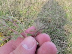 Potentilla heptaphylla