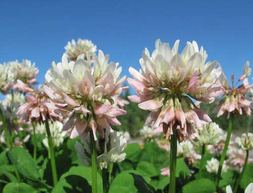 Trifolium repens