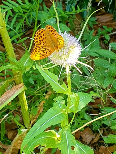 Silver-washed Fritillary