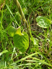 Gonolobus suberosus suberosus