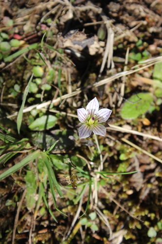 Gentianella grisebachii, 2026-05-01