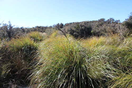 Chionochloa cheesemanii, 2026-05-01