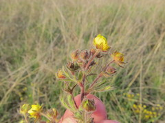 Potentilla heptaphylla