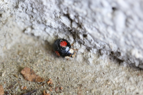 Asiatischer Marienkäfer