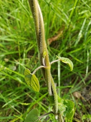 Gonolobus suberosus suberosus