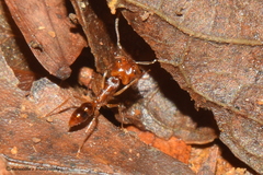 Anochetus