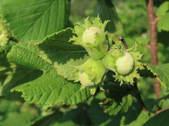 common hazel