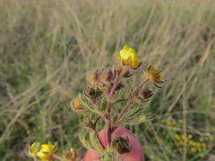 Potentilla heptaphylla