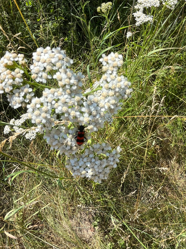 Bee-eating Beetle