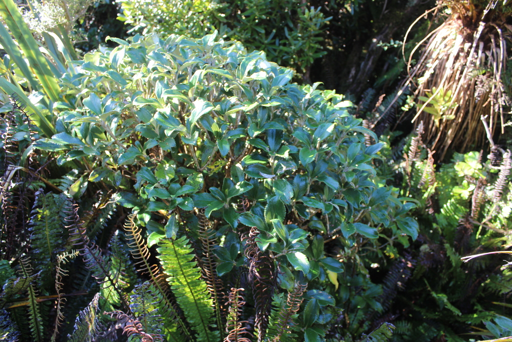Macrolearia colensoi; photograph (c) Joe Dillon, some rights reserved (CC BY)