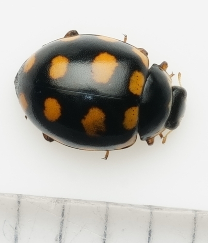 Coccinula quatuordecimpustulata
