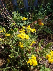 Senecio squalidus