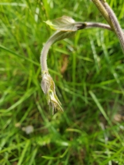 Gonolobus suberosus suberosus