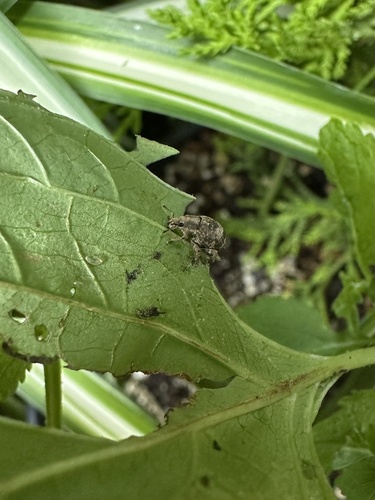 Two-banded Japanese Weevil