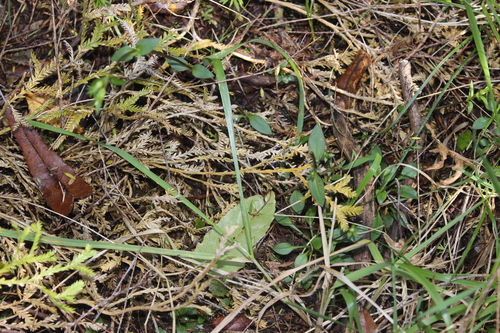 Gentianella grisebachii, 2026-05-01