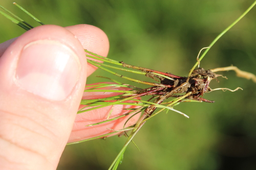 Eleocharis acuta, photograph 4