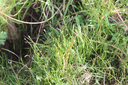 Eleocharis acuta, photograph 6