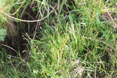 Eleocharis acuta, photograph (c) Joe Dillon, some rights reserved (CC BY)