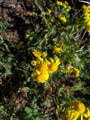 Senecio squalidus