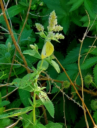Green-veined White