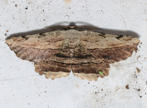 Common Lytrosis Moth photo 4