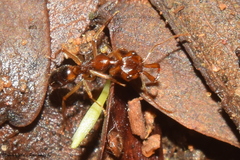 Anochetus