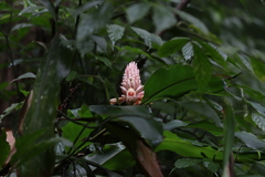 Alpinia sessiliflora
