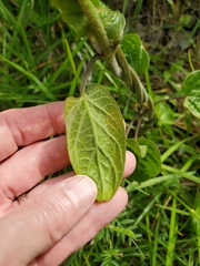 Gonolobus suberosus suberosus