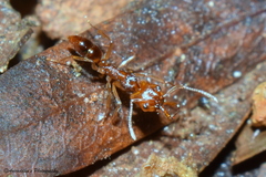 Anochetus