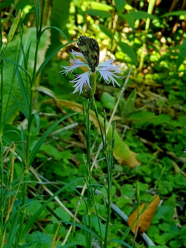 Marbled White