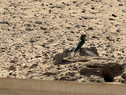 Blue-cheeked Bee-eater